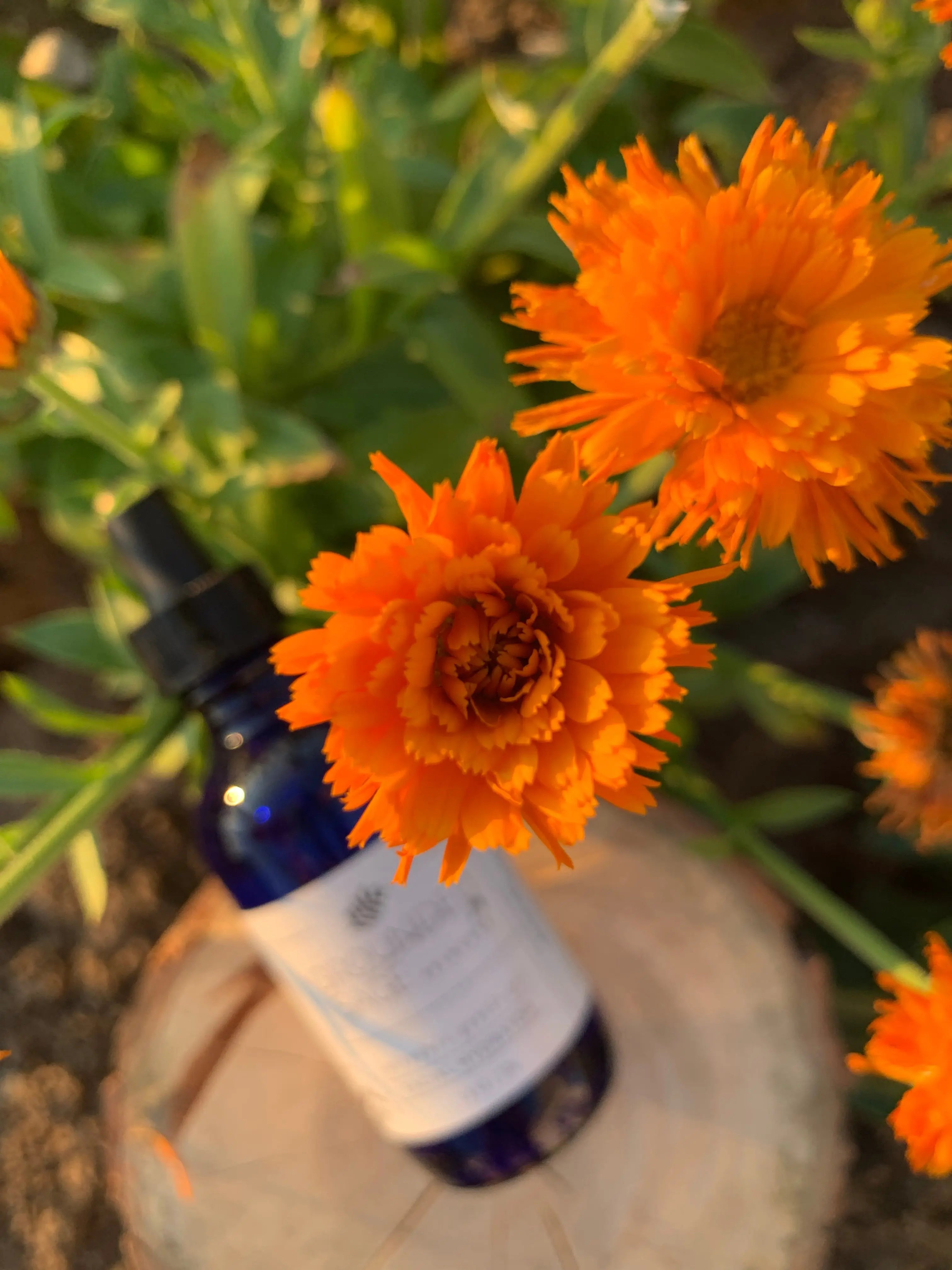 Calendula Gentle Gel Facial Hydrator-Soothing Gel for Sensitive Skin
